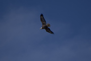 20th Mar 2021 - Overhead Eagle