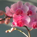 Pink Orchid by jb030958
