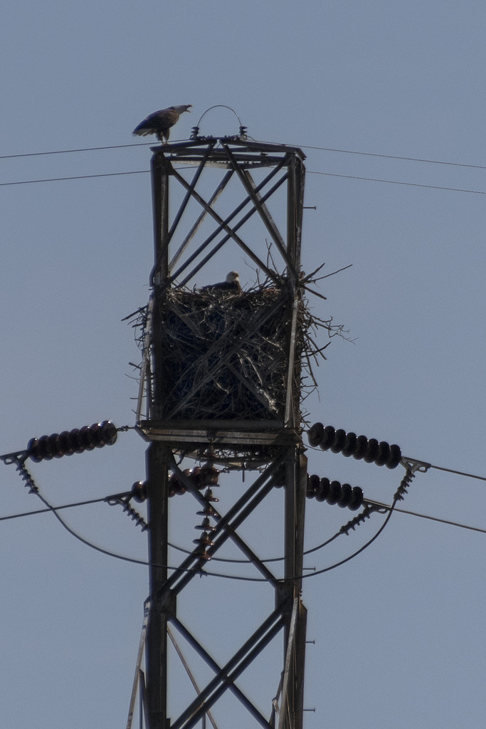 Urban Eagle's Nest IV by timerskine