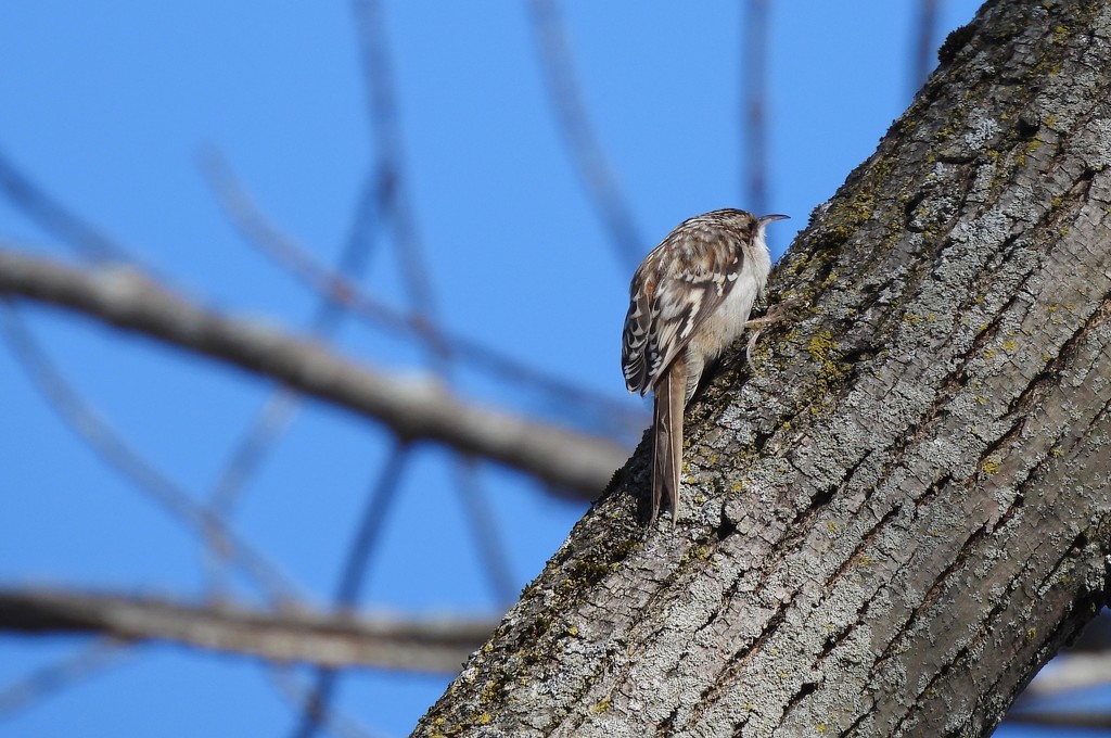 Brown Creeper by frantackaberry