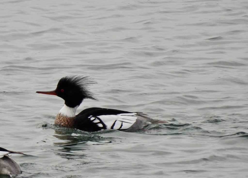 Red-Breasted Merganser by frantackaberry