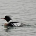 Red-Breasted Merganser by frantackaberry