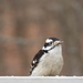 Downy Woodpecker by frantackaberry