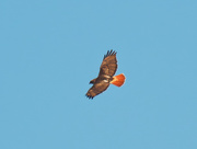 21st Mar 2021 - red-tailed hawk