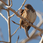 21st Mar 2021 - song sparrow 