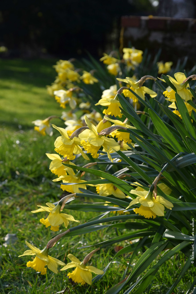 Daffodils by parisouailleurs