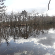 21st Mar 2021 - Mill pond
