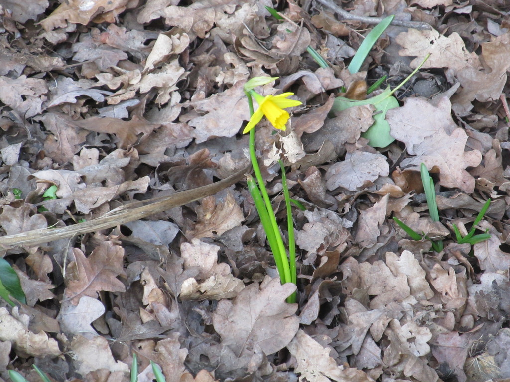 Lone daffodil by speedwell
