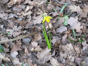 8th Mar 2021 - Lone daffodil