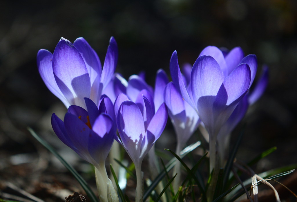 The crocus makes its annual appearance by jayberg