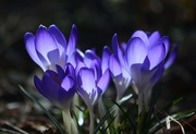 21st Mar 2021 - The crocus makes its annual appearance