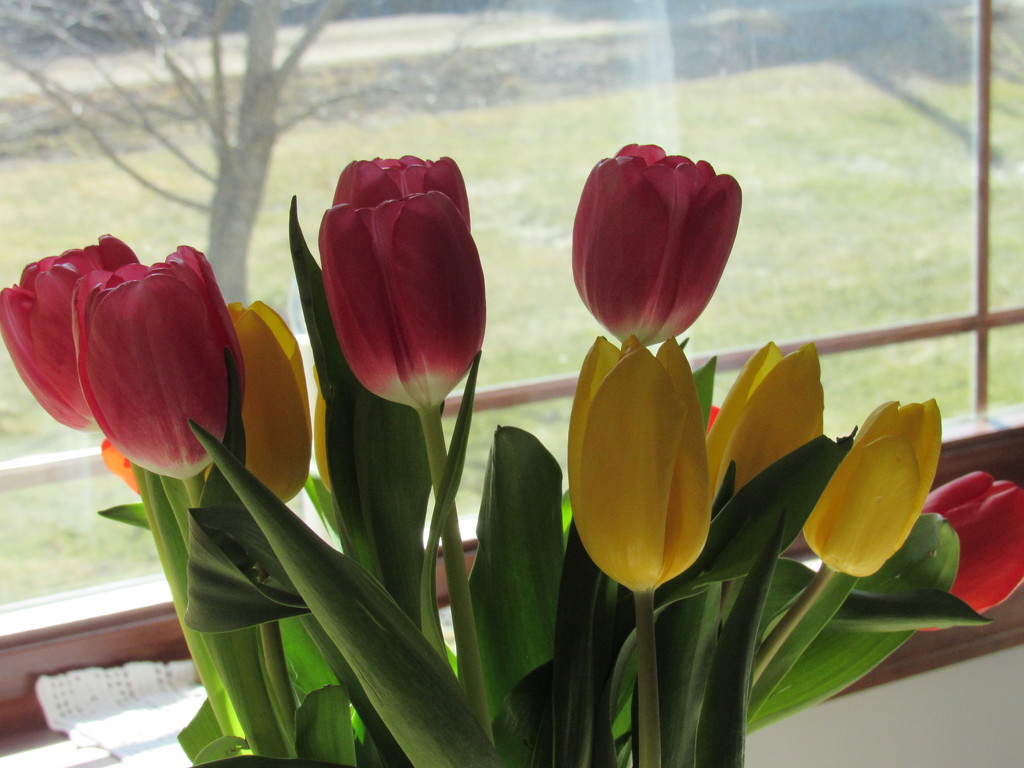 Tulips Brighten the Day by mlwd