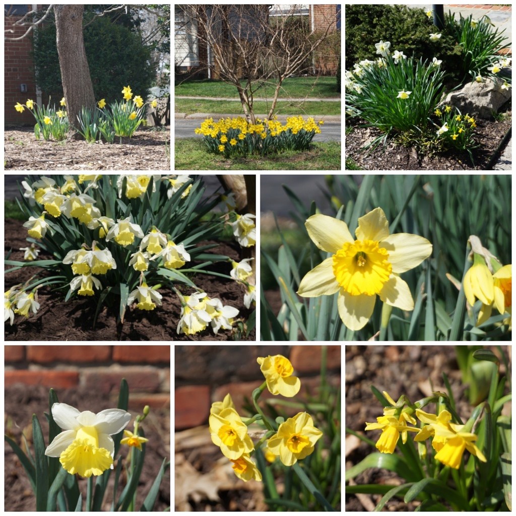 Our Own Daffodil Show by allie912