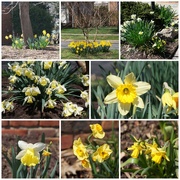 22nd Mar 2021 - Our Own Daffodil Show