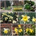 Our Own Daffodil Show by allie912