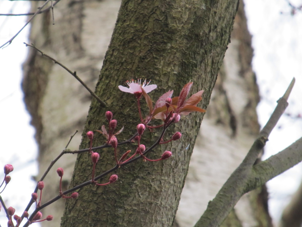 looking closer at the pink blossom  by speedwell