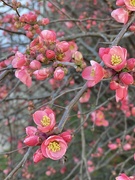 21st Mar 2021 - Pink Blooms 