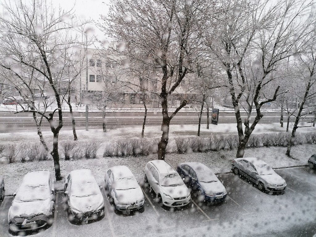 suddenly snow by zardz