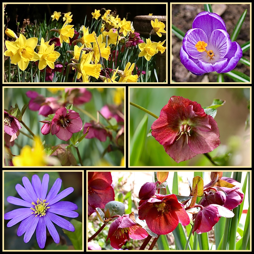Garden Spring Flowers by carole_sandford