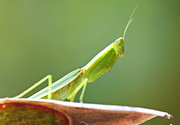 20th Mar 2021 - The (Not so) Deadly Mantis