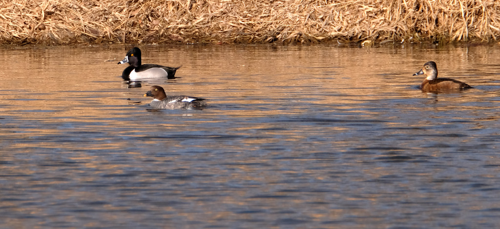 Ring-necked Duck Family by tosee