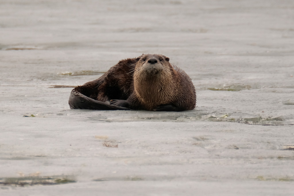 River Otter by tosee