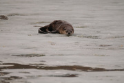 21st Mar 2021 - River Otter 