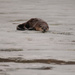 River Otter  by tosee