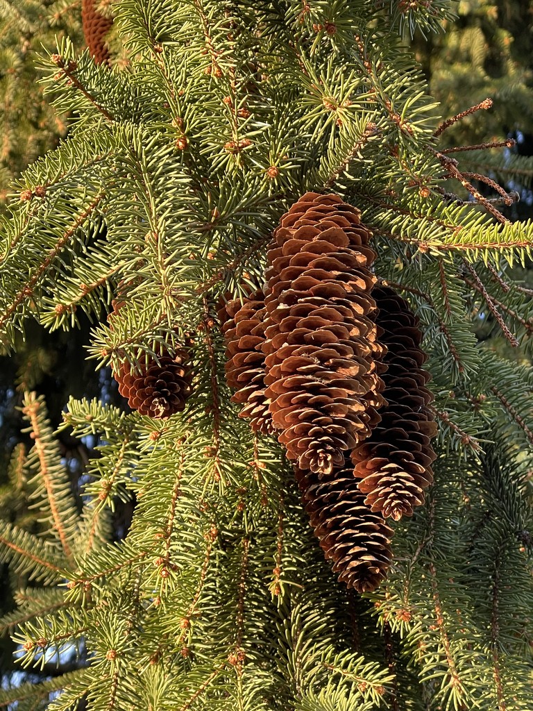 Pinecones by kdrinkie