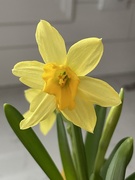 16th Mar 2021 - Daffodil