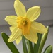 Daffodil by kdrinkie