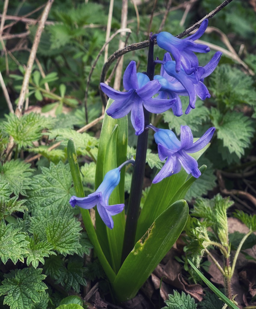First bluebell of the year by tinley23