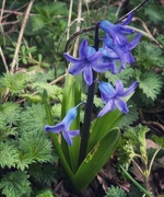 21st Mar 2021 - First bluebell of the year