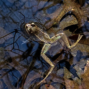 21st Mar 2021 - A chorus of Wood Frogs