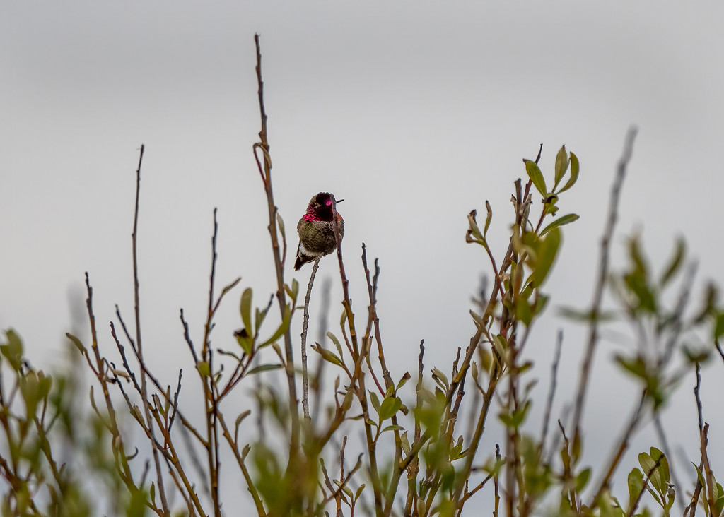 Male Anna's Hummingbird by nicoleweg