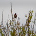 Male Anna's Hummingbird by nicoleweg
