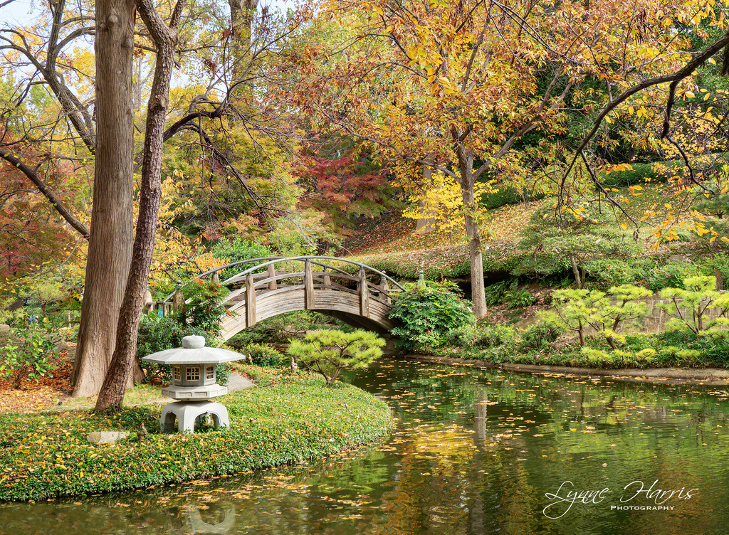 Autumn in the Japanese Gardens by lynne5477