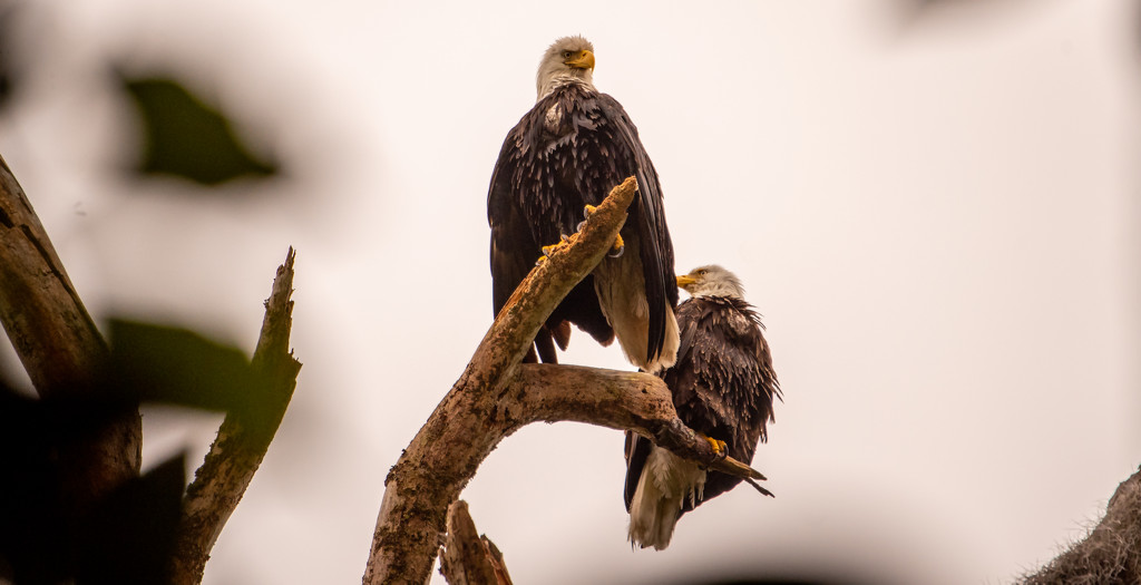 Bald Eagles Checking Things Out! by rickster549