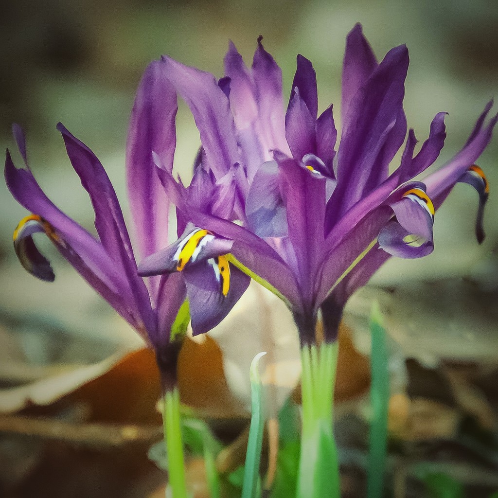 Tiny Iris by mzzhope