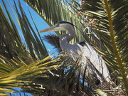 20th Mar 2021 - Nesting Heron