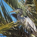 Nesting Heron by redy4et