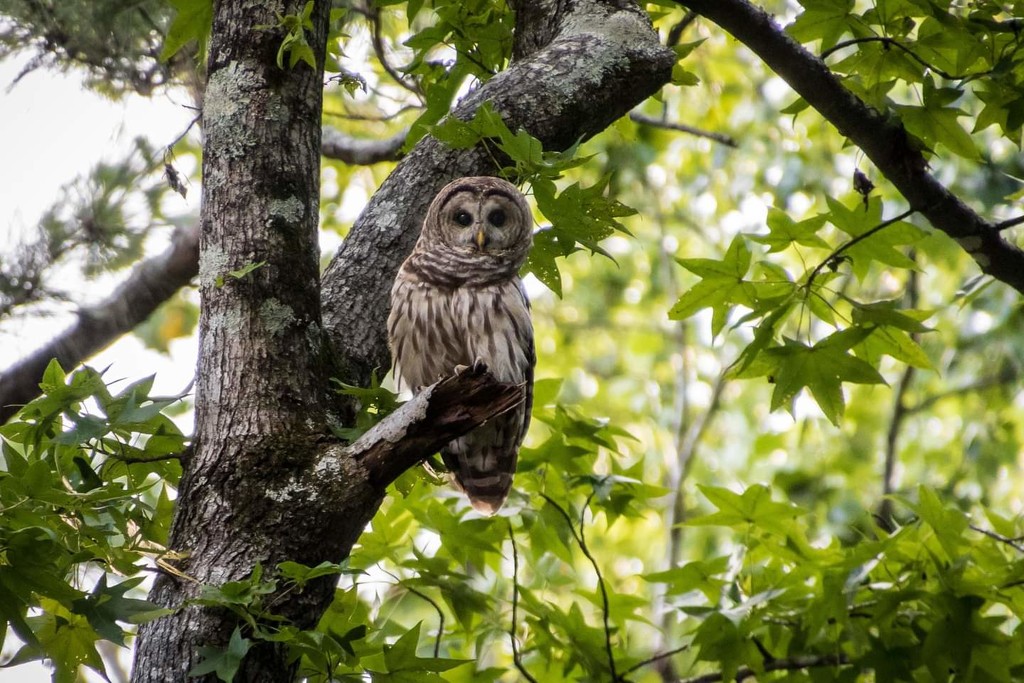 My first barred owl shot in 2020 by darylo