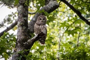 1st Aug 2020 - My first barred owl shot in 2020