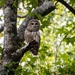 My first barred owl shot in 2020 by darylo
