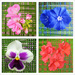 Flower Collage by onewing