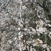 White blossom.... by anne2013