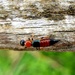 Rove beetle by julienne1