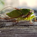 Cicada by rustymonkey