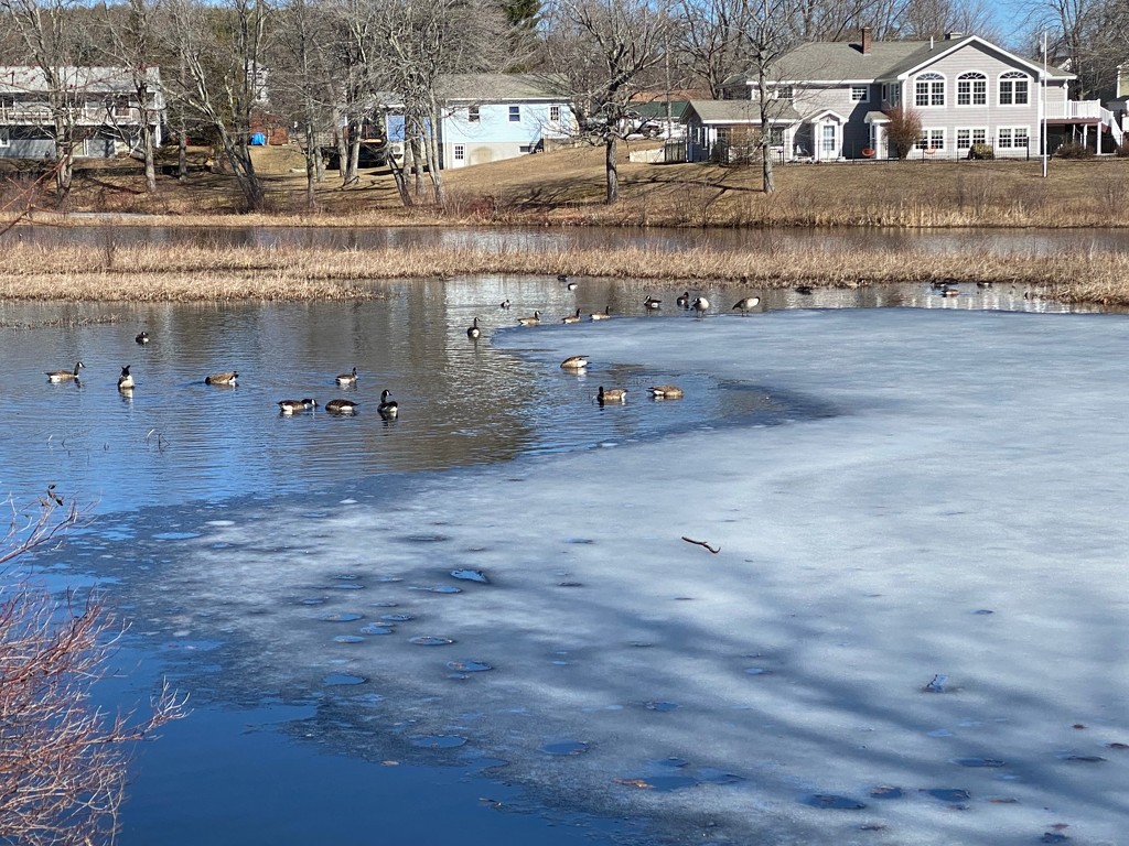Ducks and geese in open waters by joansmor