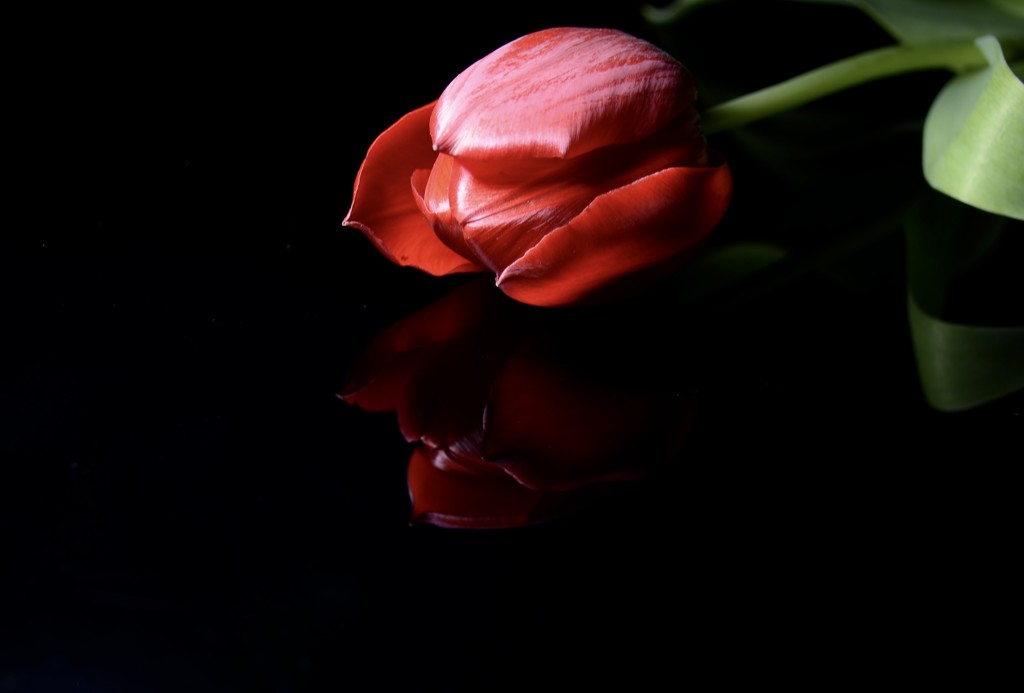 22. Tulip by wakelys